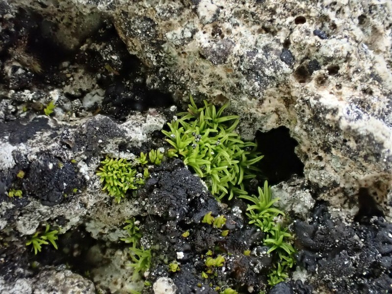 Pseudocrossidium Moss photo 5