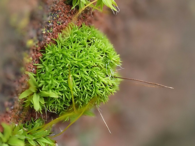 Pseudocrossidium Moss photo 6