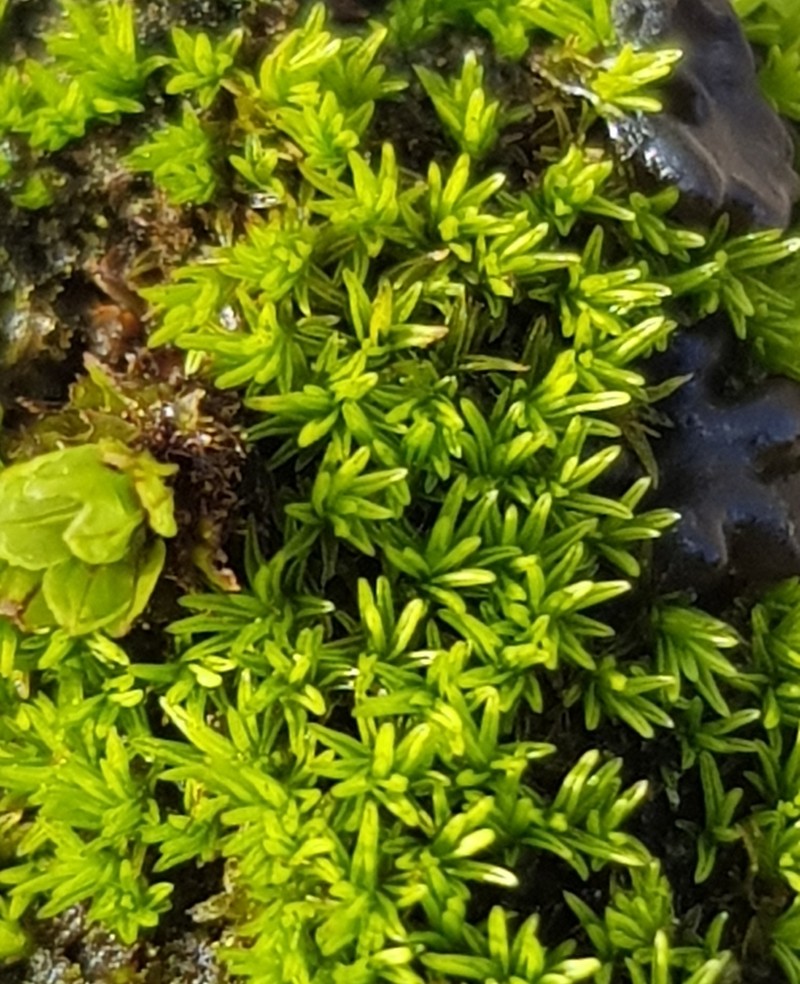 Pseudocrossidium Moss photo 7