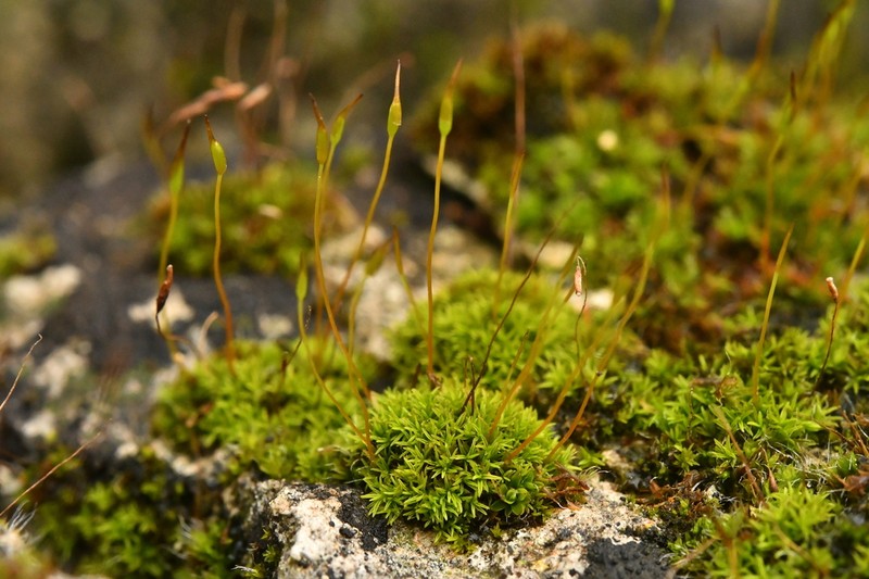 Pseudocrossidium Moss photo 8