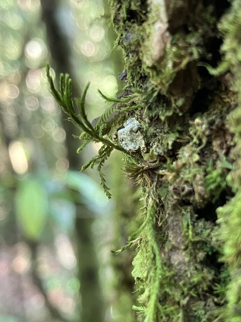 Domingan Pseudocryphaea Moss