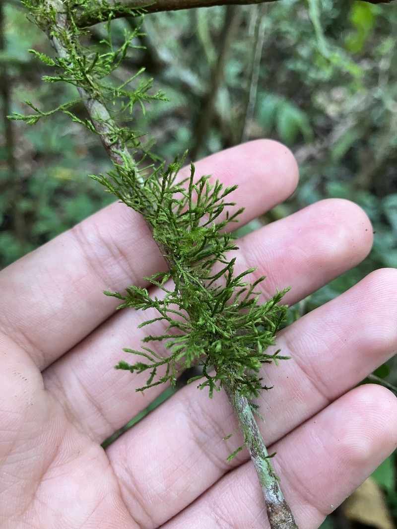 Domingan Pseudocryphaea Moss photo 2
