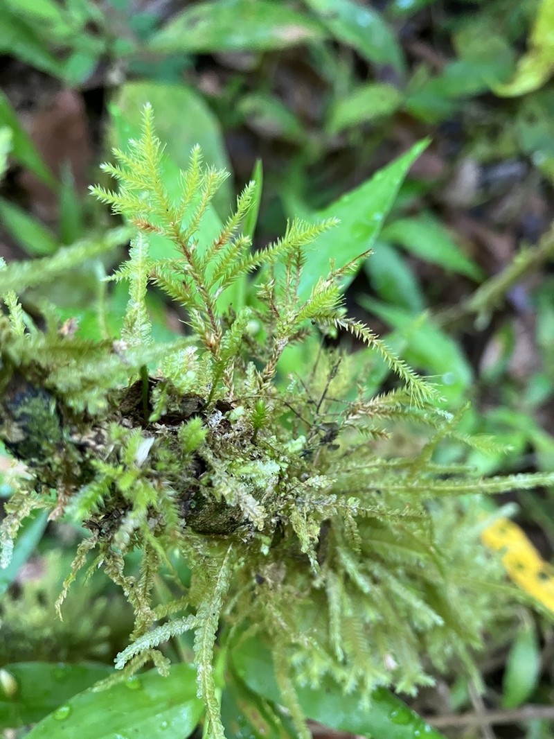 Domingan Pseudocryphaea Moss photo 4