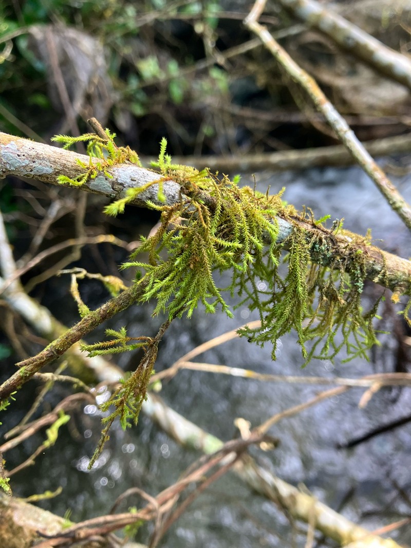 Domingan Pseudocryphaea Moss photo 5