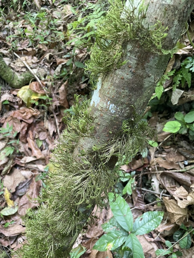 Domingan Pseudocryphaea Moss photo 6
