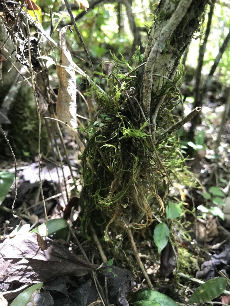 Domingan Pseudocryphaea Moss photo 7