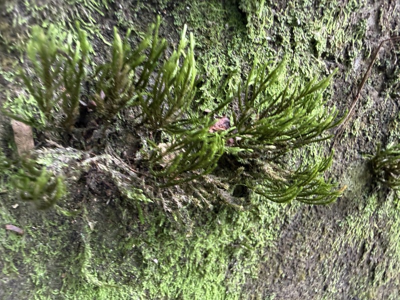 Domingan Pseudocryphaea Moss photo 8