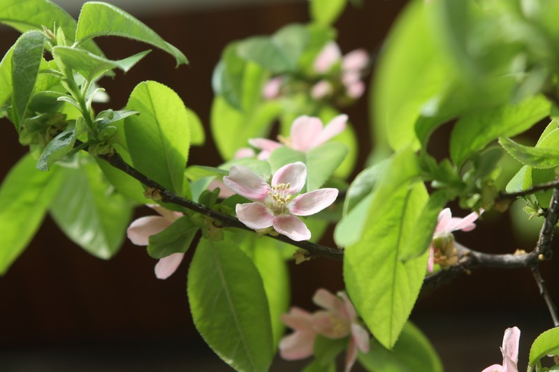 Chinese-Quince photo 2