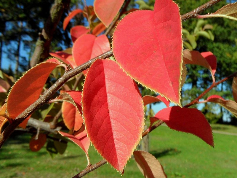 Chinese-Quince photo 3