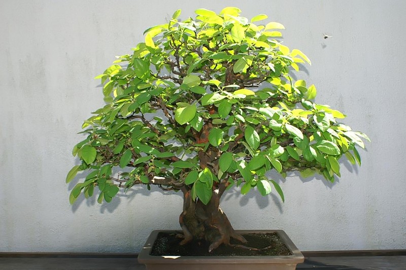 Chinese-Quince photo 4