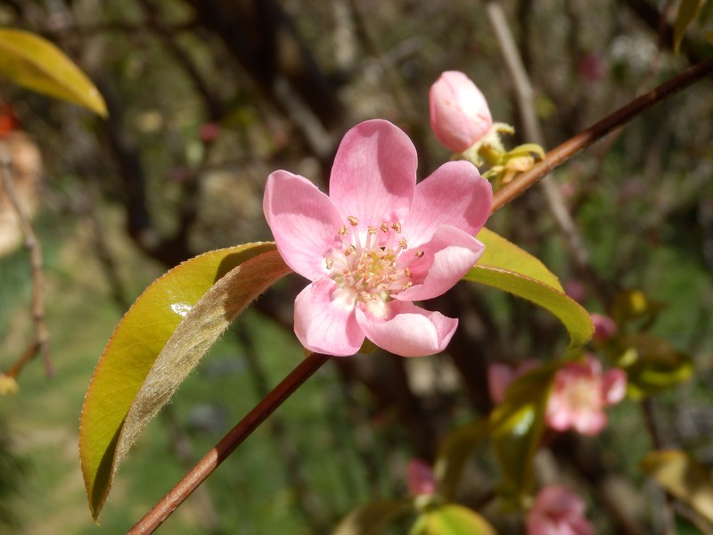 Chinese-Quince photo 5