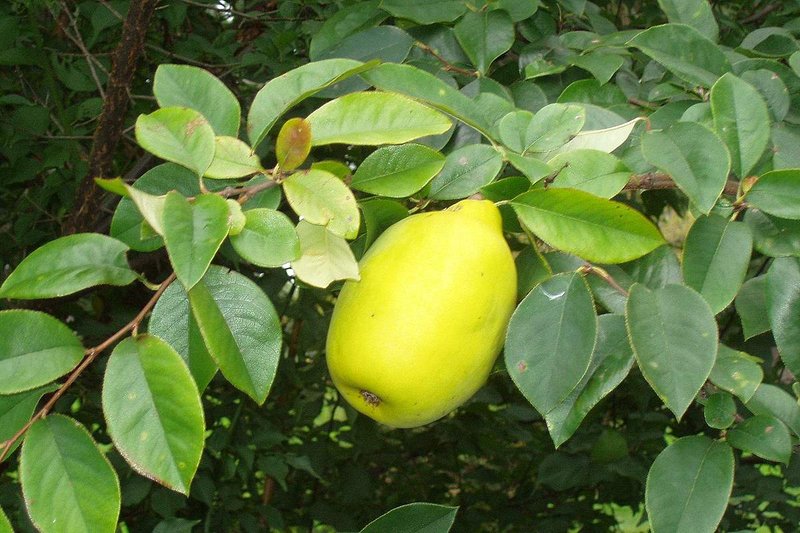 Chinese-Quince photo 6