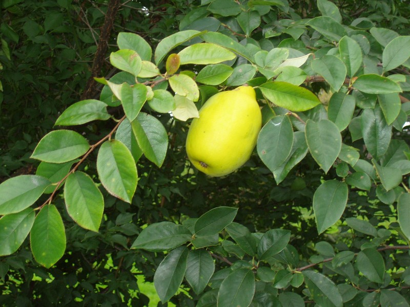 Chinese-Quince