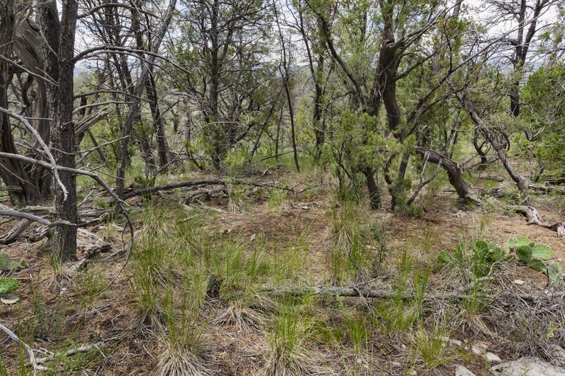 Trans-Pecos False Mountainparsley