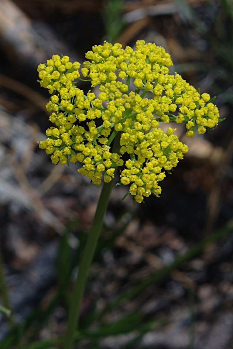 Alpine False Springparsley
