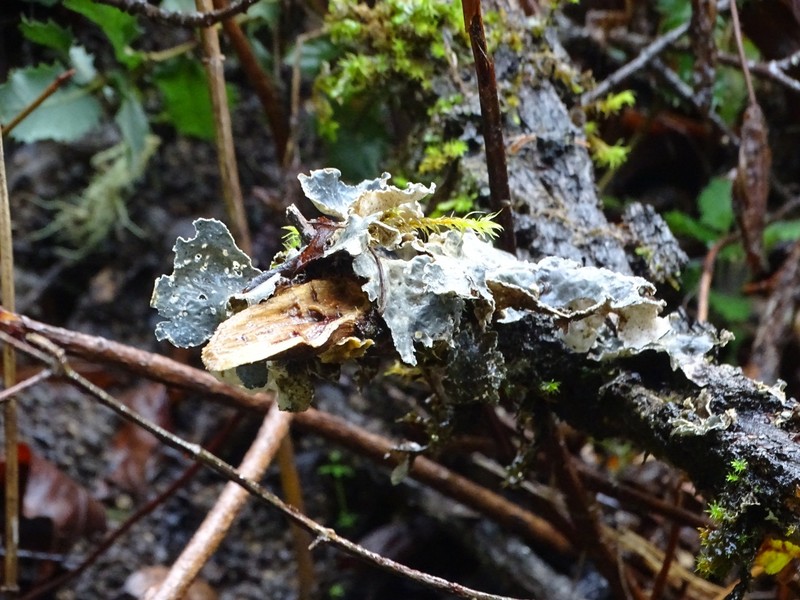 Pseudocyphellaria Lichen