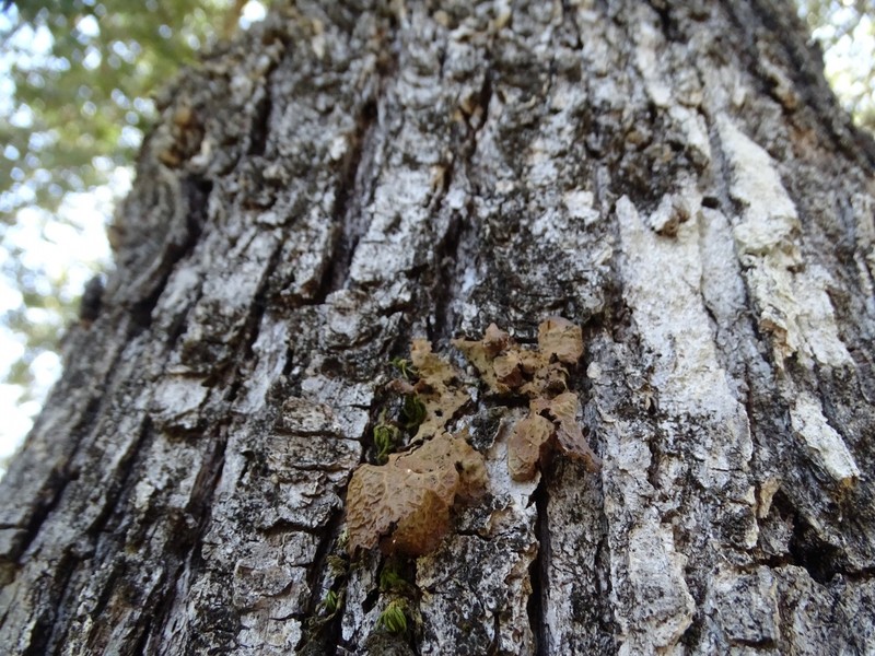 Pseudocyphellaria Lichen photo 2