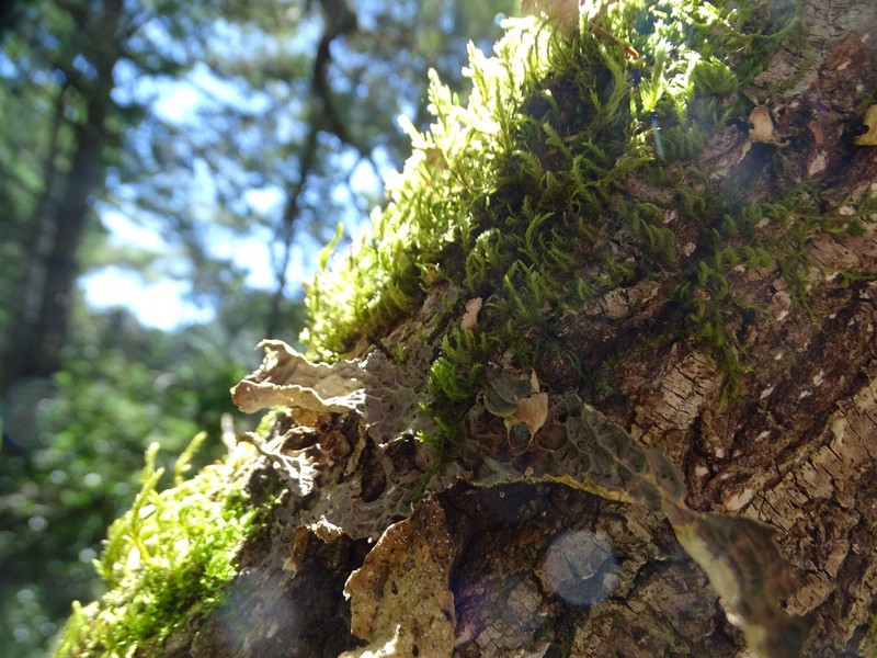 Pseudocyphellaria Lichen photo 3