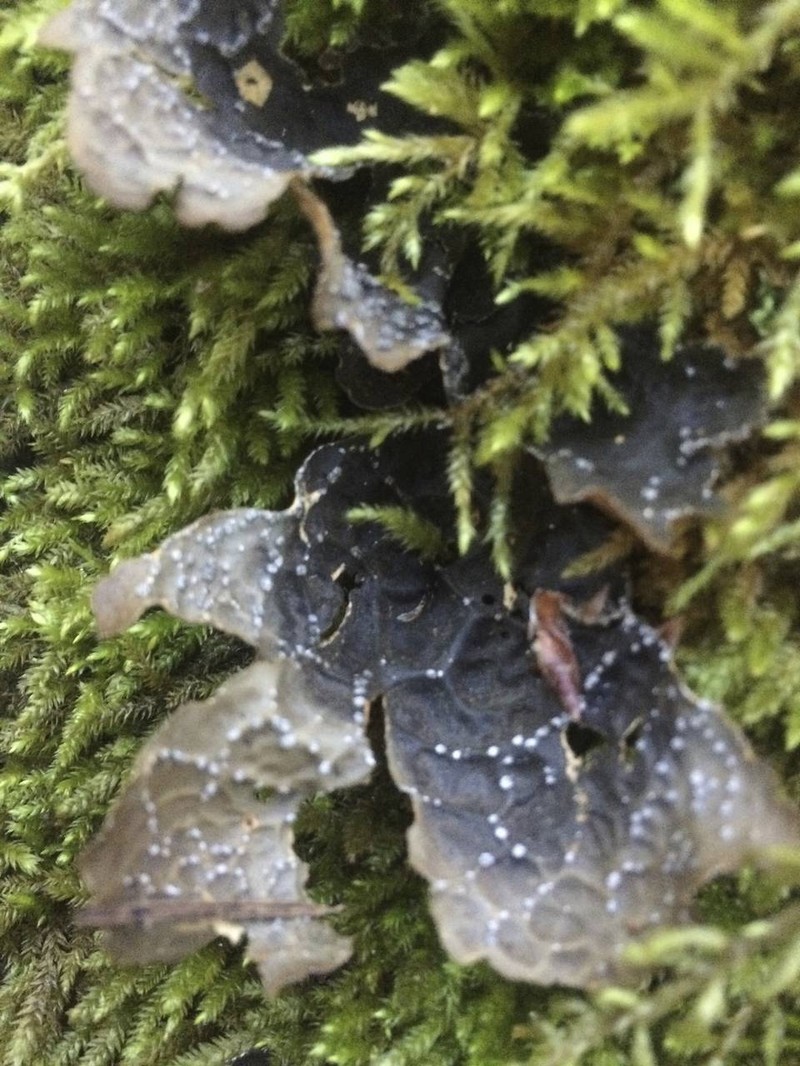 Pseudocyphellaria Lichen photo 4