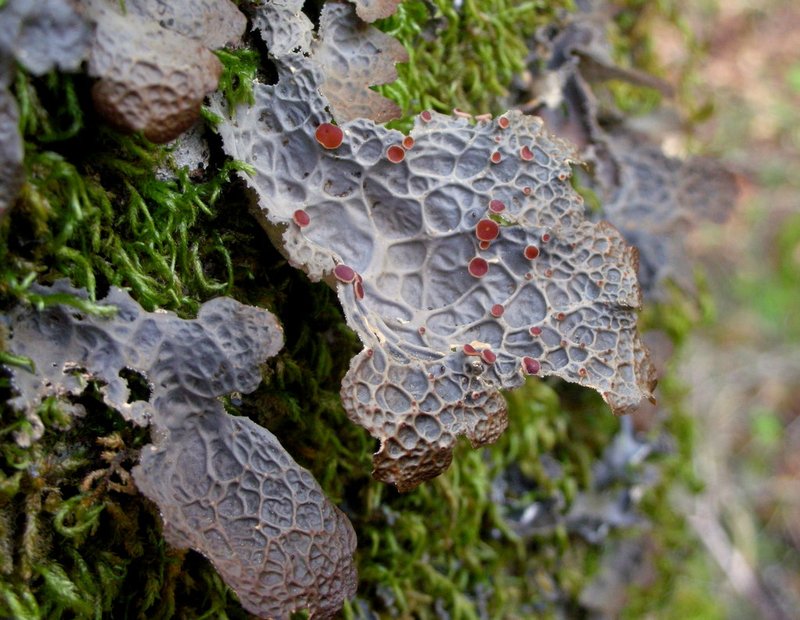 Pseudocyphellaria Lichen
