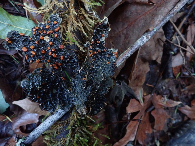 Pseudocyphellaria Lichen photo 2