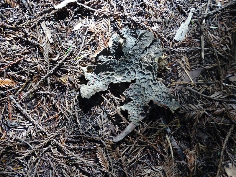 Pseudocyphellaria Lichen photo 3