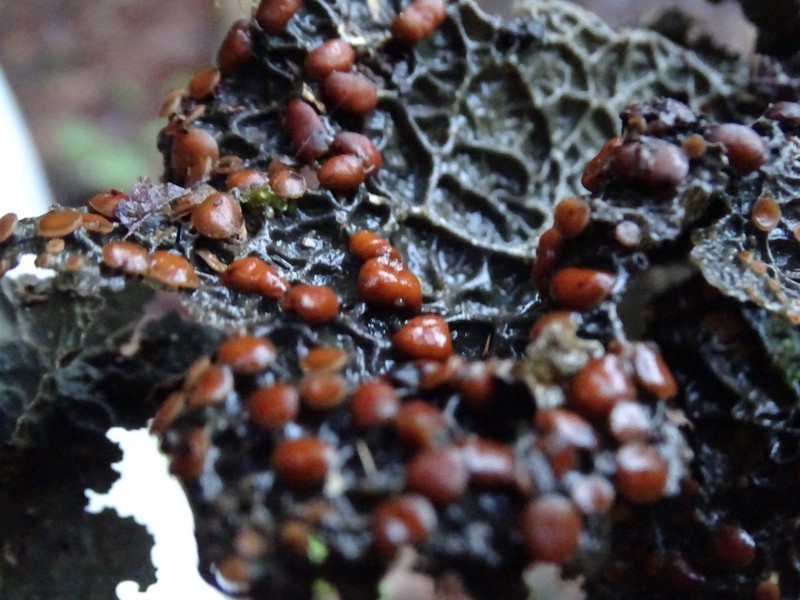 Pseudocyphellaria Lichen photo 4