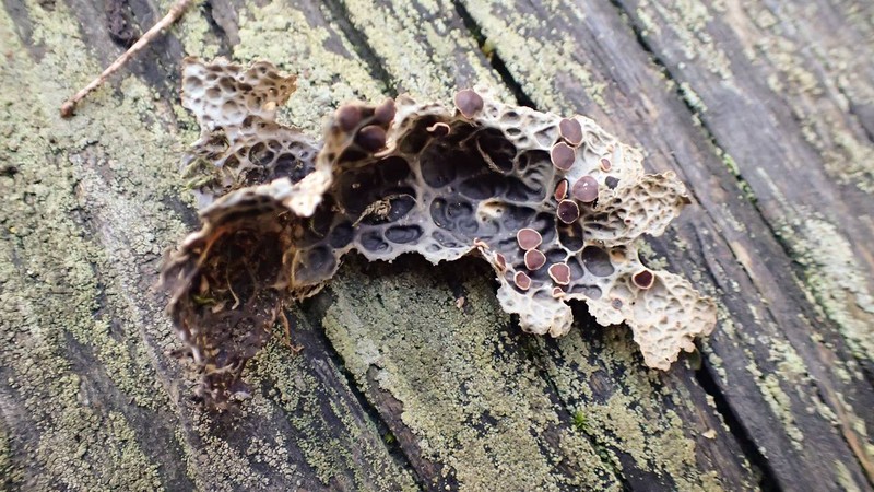 Pseudocyphellaria Lichen photo 5