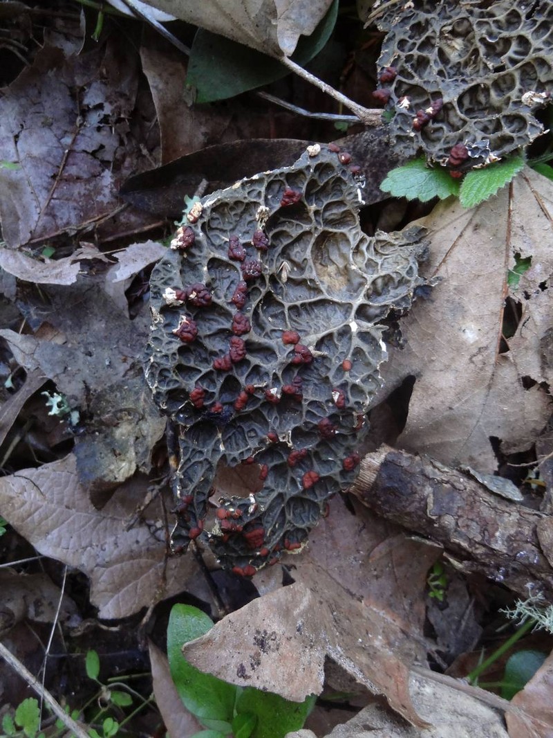 Pseudocyphellaria Lichen photo 6