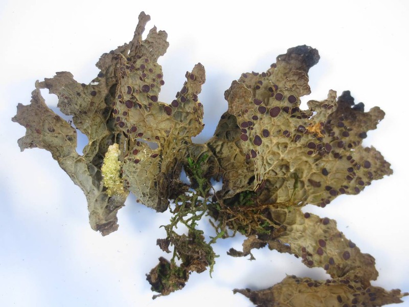 Pseudocyphellaria Lichen photo 7