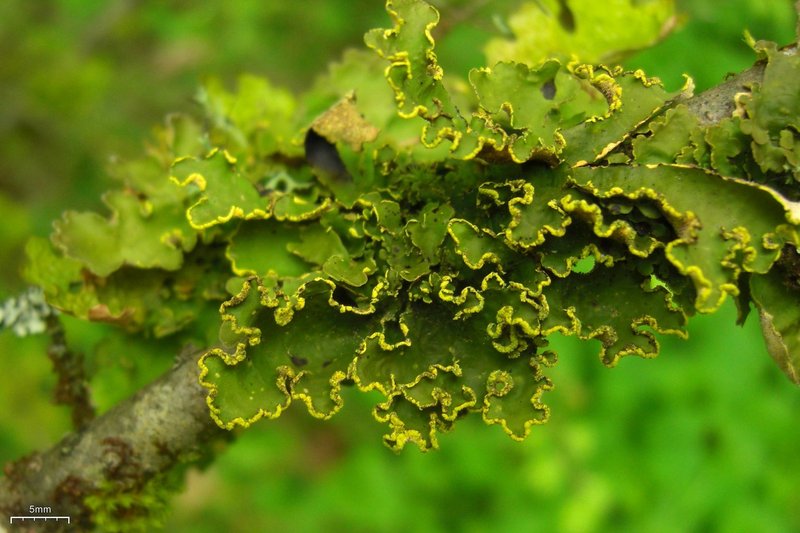 Pseudocyphellaria Lichen