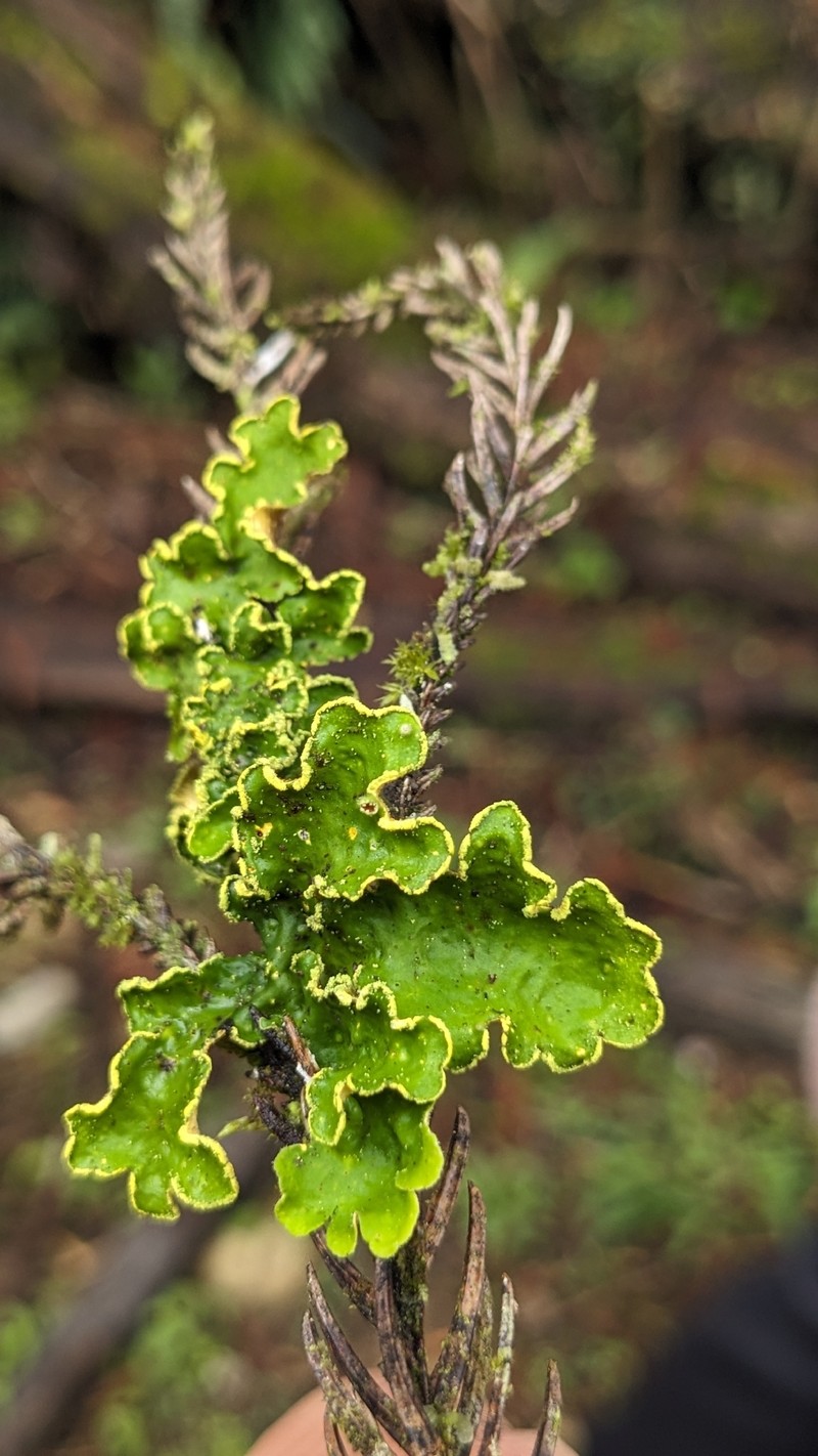 Pseudocyphellaria Lichen