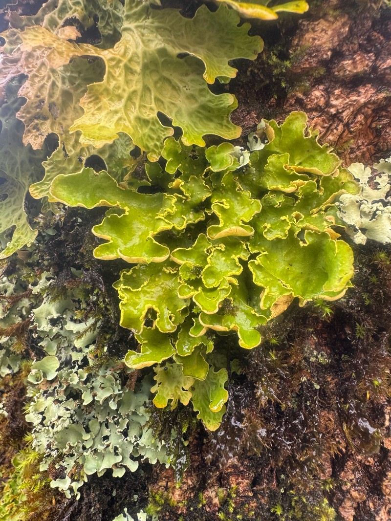 Pseudocyphellaria Lichen photo 2