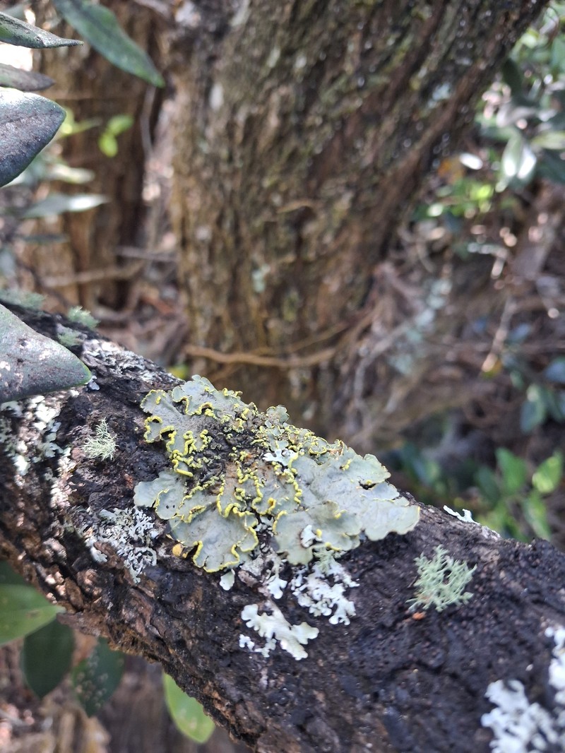 Pseudocyphellaria Lichen photo 3