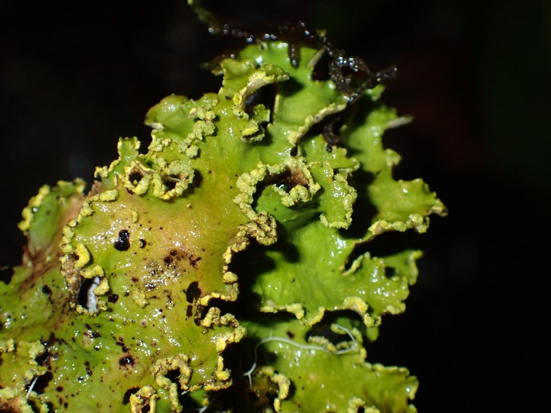 Pseudocyphellaria Lichen photo 4