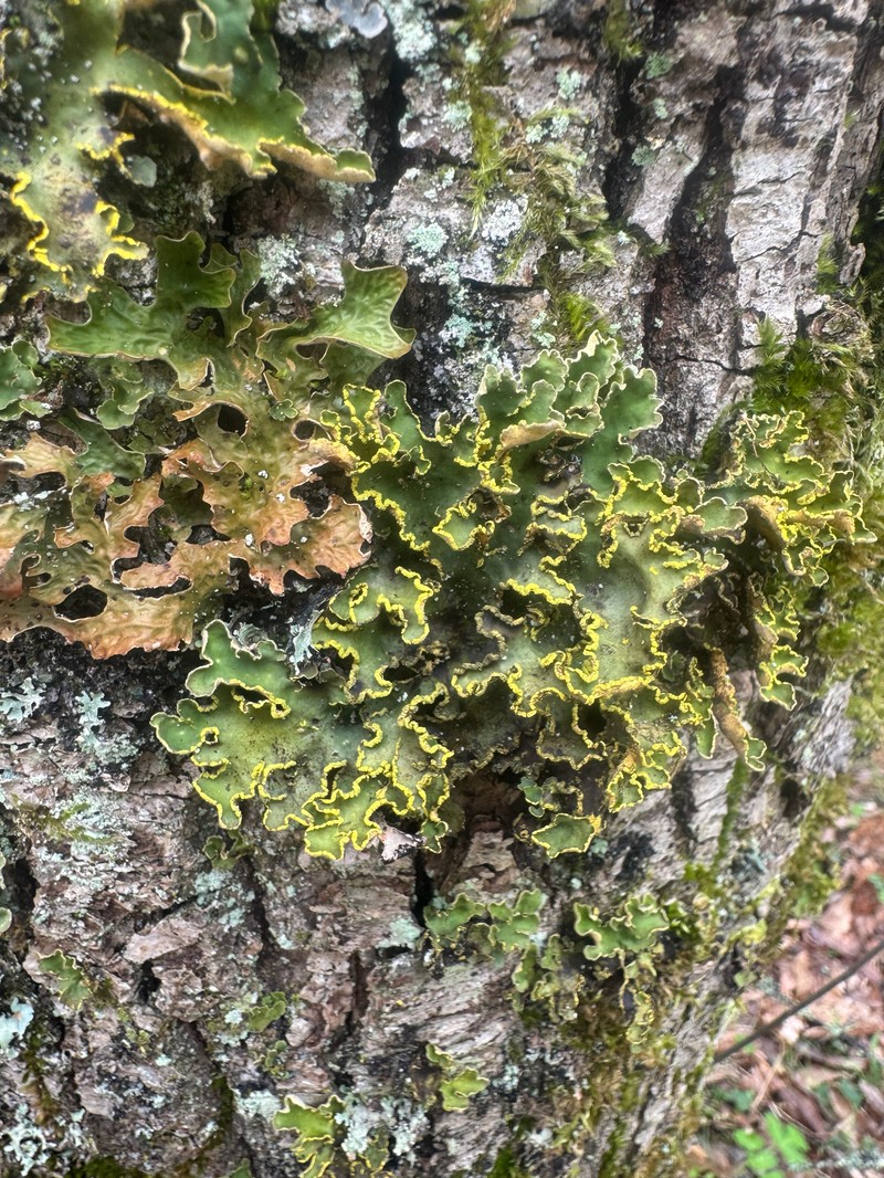 Pseudocyphellaria Lichen photo 5