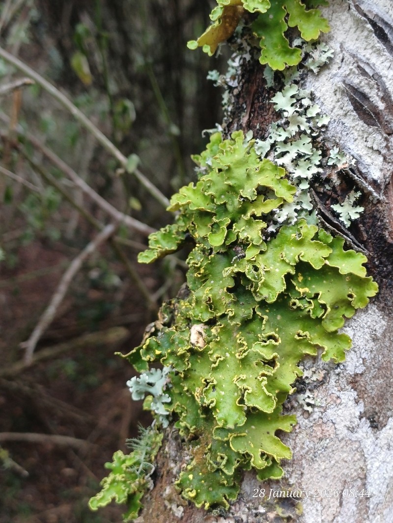 Pseudocyphellaria Lichen photo 6