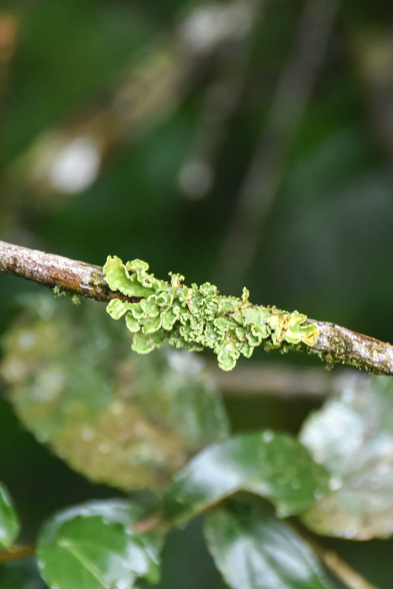 Pseudocyphellaria Lichen photo 7