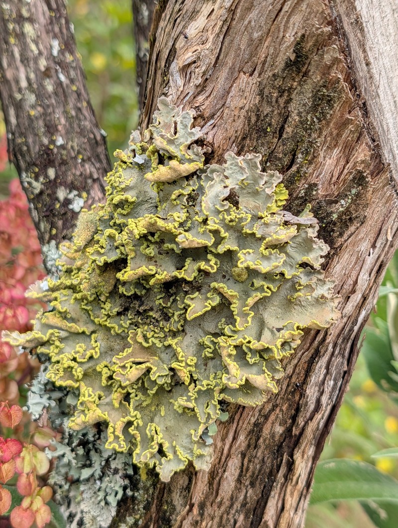 Pseudocyphellaria Lichen photo 8