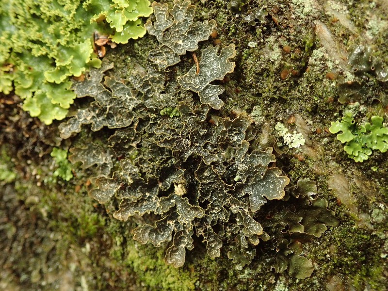 Pseudocyphellaria Lichen