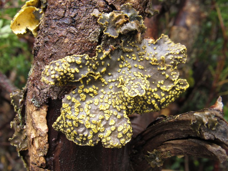 Pseudocyphellaria Lichen photo 2