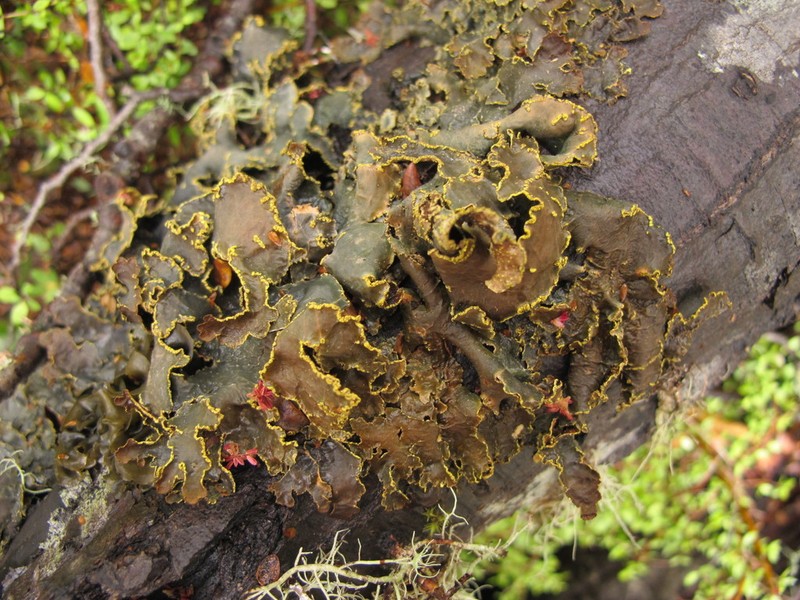 Pseudocyphellaria Lichen photo 3