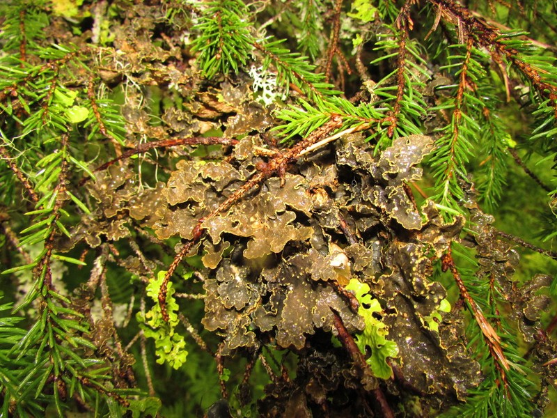 Pseudocyphellaria Lichen photo 4