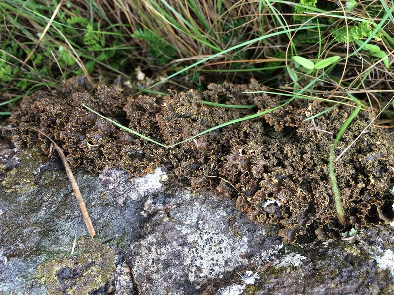 Pseudocyphellaria Lichen photo 5