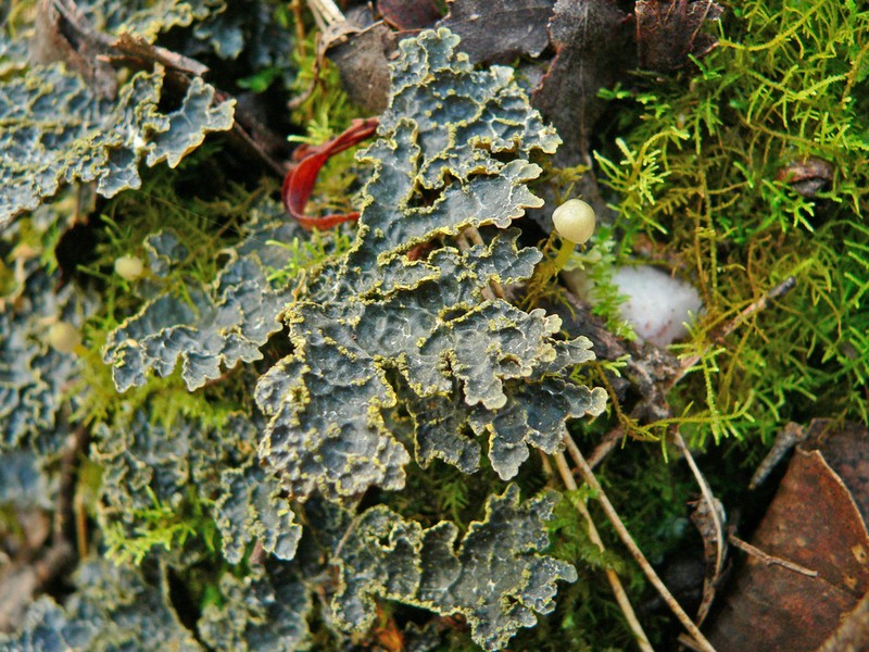 Pseudocyphellaria Lichen photo 6