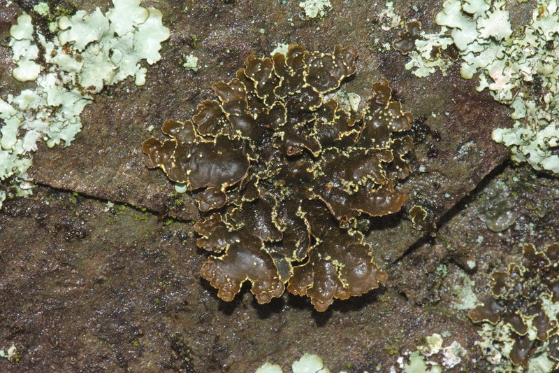 Pseudocyphellaria Lichen photo 7