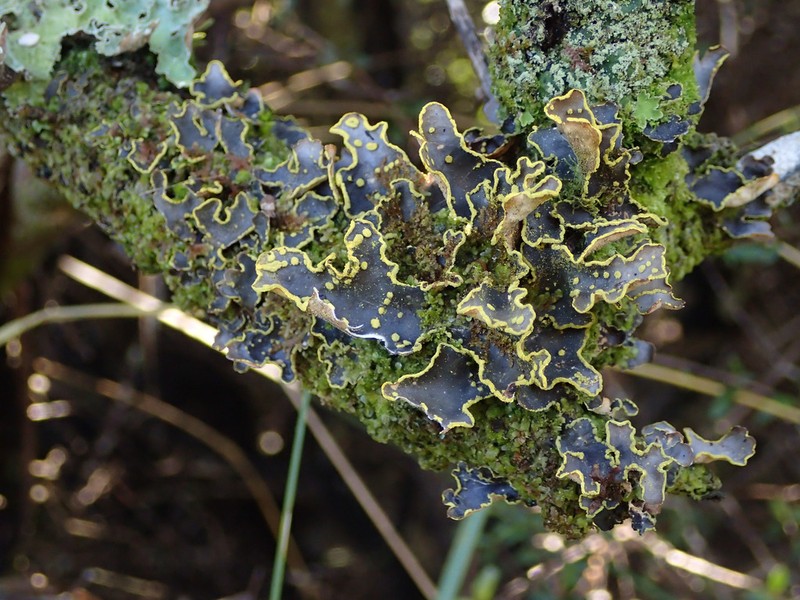 Pseudocyphellaria Lichen photo 8
