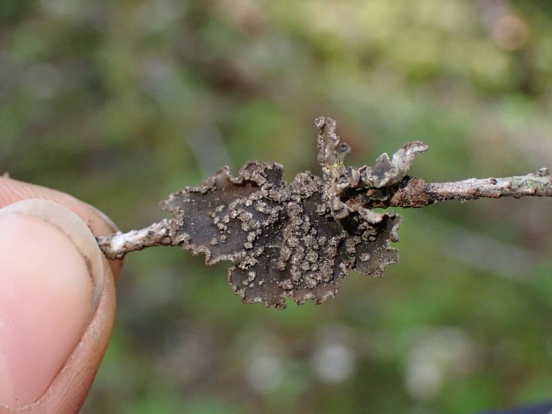 Pseudocyphellaria mallota photo 2