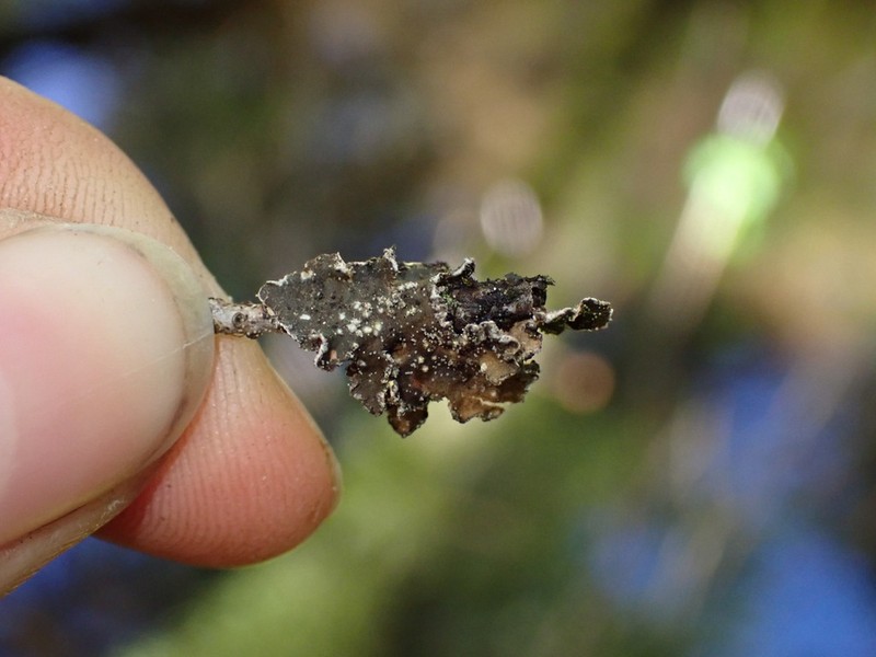 Pseudocyphellaria mallota photo 3