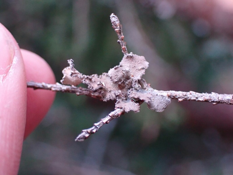 Pseudocyphellaria mallota photo 5